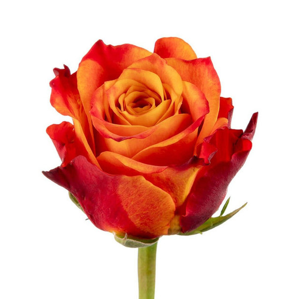 Atomic, 60cm, 25 Stems, AZAYA GARDENS