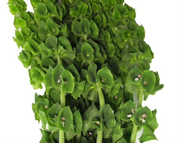 Bells of Ireland, 70cm, 10 Stems, AGROPRIM FARMS CIA. LTDA.