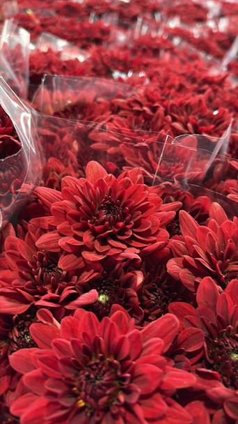 Lumina, 75cm, 5 Stems, DUTCH HERITAGE