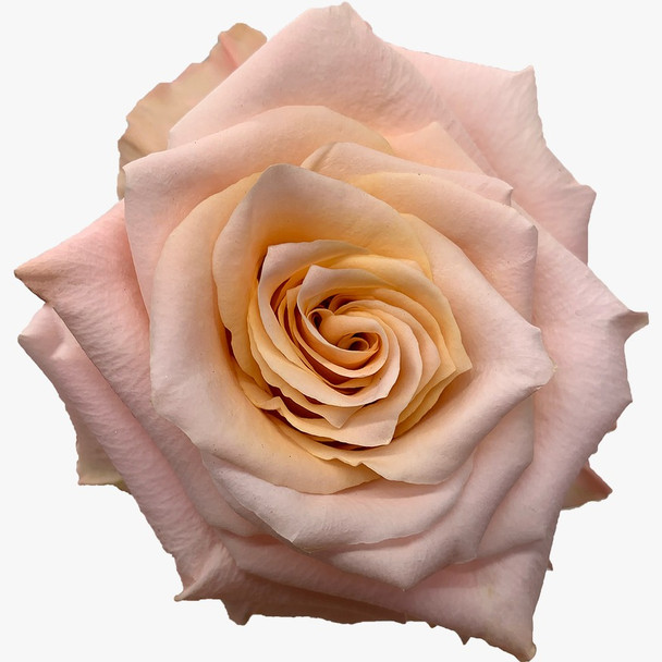 Shimmer, 60cm, 25 Stems, AZAYA GARDENS