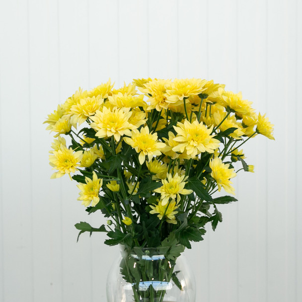 Pina Colada Yellow, 75cm, 5 Stems, DUTCH HERITAGE