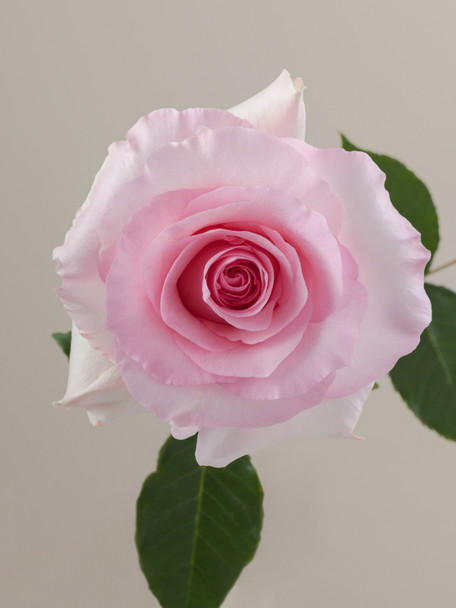 Christa, 50cm, 25 Stems, ROSAPRIMA CIA. LTDA.