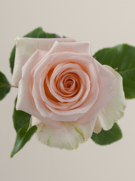 Tiffany, 50cm, 25 Stems, ROSAPRIMA CIA. LTDA.