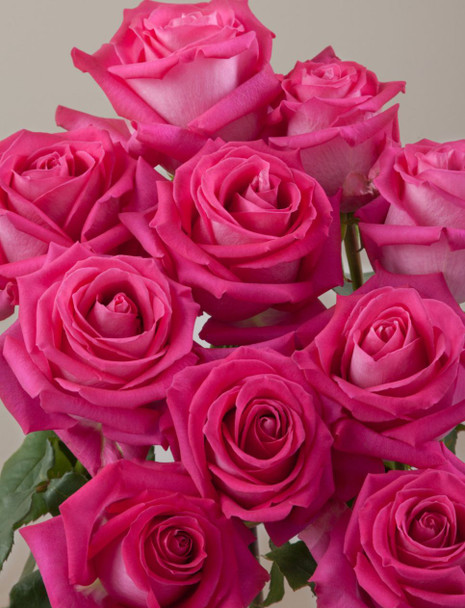 Topaz, 50cm, 25 Stems, ROSAPRIMA CIA. LTDA.