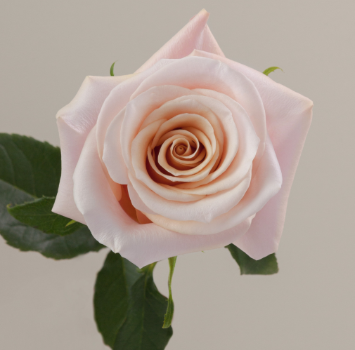 Mother of Pearl, 60cm, 25 Stems, AZAYA GARDENS