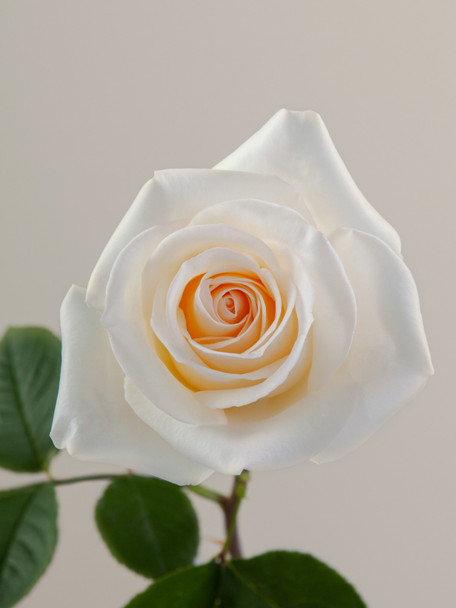 Crystal, 50cm, 25 Stems, ROSAPRIMA CIA. LTDA.