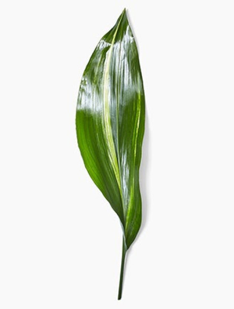 Green Aspidistra, 70cm, 10 Stems, FLORAL CONTINENTAL GREENS