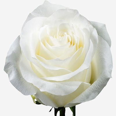 Proud, 60cm, 25 Stems, AZAYA GARDENS