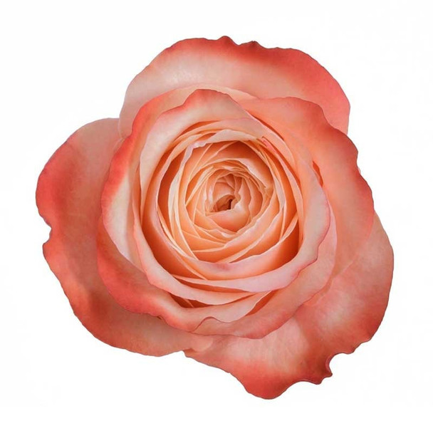 Kahala, 50cm, 25 Stems, AZAYA GARDENS