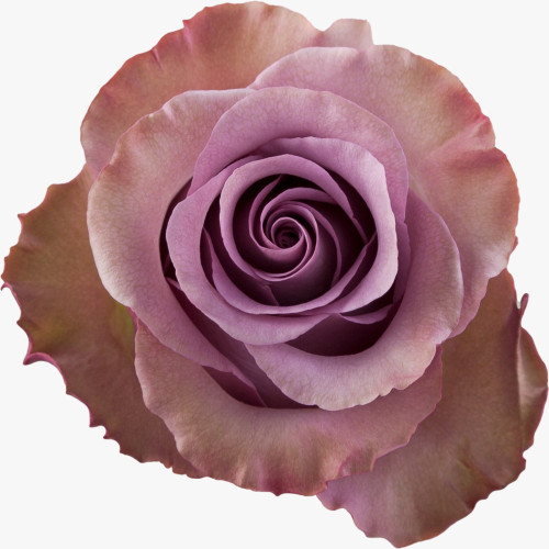 Govinda, 60cm, 25 Stems, AZAYA GARDENS