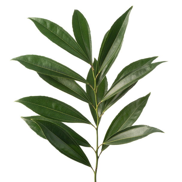 Green Cocculus, 70cm, 10 Stems, FLORAL CONTINENTAL GREENS
