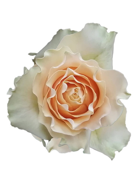Cream Carpediem, 50cm, 25 Stems, AZAYA GARDENS