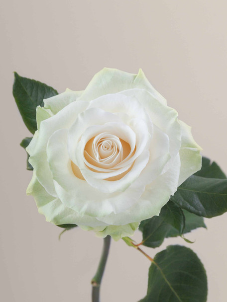 Mondial, 60cm, 25 Stems, ROSAPRIMA CIA. LTDA.