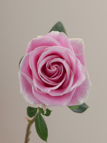 Rosita Vendela, 60cm, 25 Stems, ROSAPRIMA CIA. LTDA.