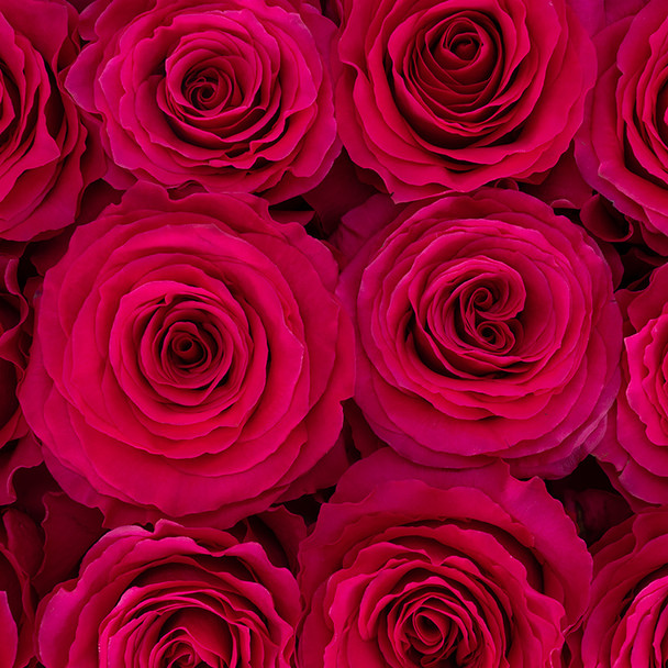 Hotspot, 60cm, 25 Stems, AZAYA GARDENS