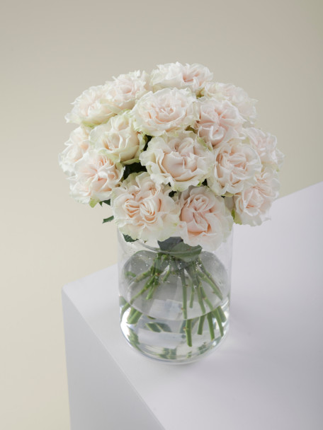 Cotton Xpression, 60cm, 25 Stems, ROSAPRIMA CIA. LTDA.