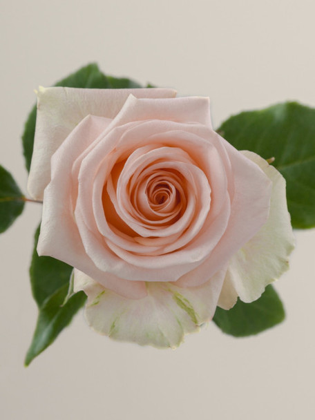 Tiffany, 40cm, 25 Stems, ROSAPRIMA CIA. LTDA.