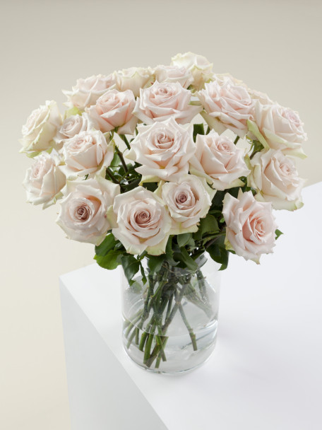 Quicksand, 50cm, 25 Stems, ROSAPRIMA CIA. LTDA.