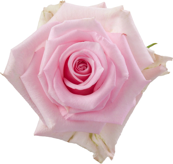 Jessika, 50cm, 25 Stems, ROSAPRIMA CIA. LTDA.