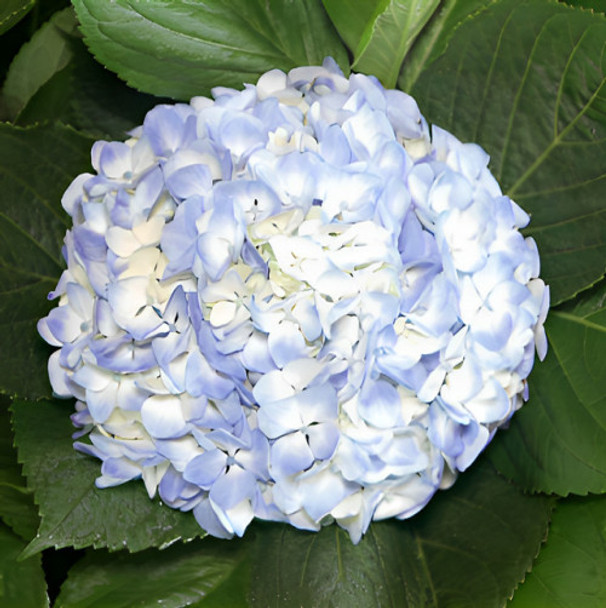 Blue, 60cm, 1 Stems, Select, LOLITA FLORES COL