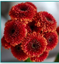 Rizzo, 50cm, 10 Stems, HOLLANDIA