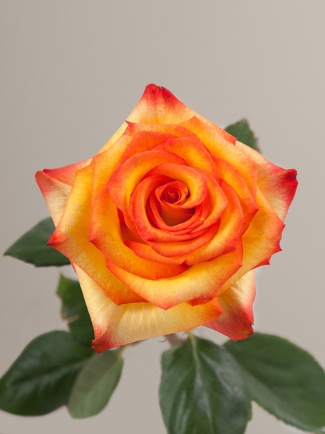 High and Magic, 50cm, 25 Stems, ROSAPRIMA CIA. LTDA.