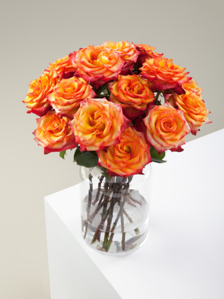 High and Magic, 50cm, 25 Stems, ROSAPRIMA CIA. LTDA.