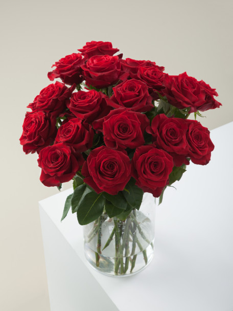 Freedom, 50cm, 25 Stems, ROSAPRIMA CIA. LTDA.