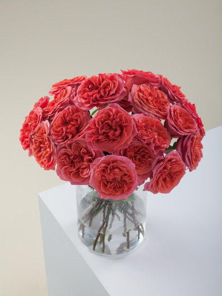 Dark Xpression, 50cm, 25 Stems, ROSAPRIMA CIA. LTDA.