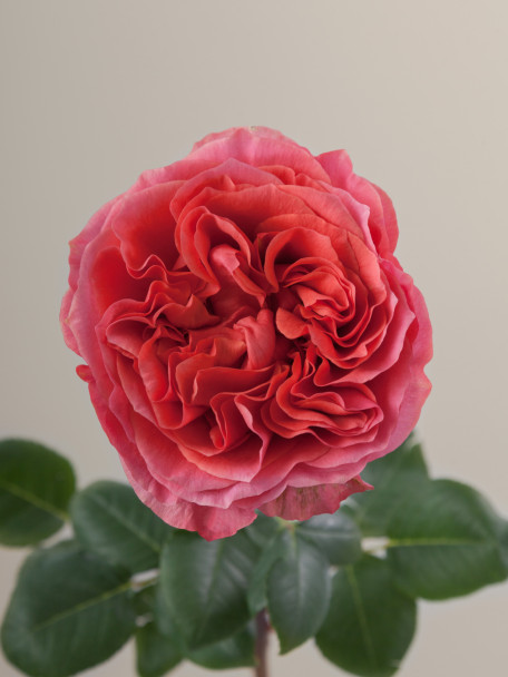 Dark Xpression, 50cm, 25 Stems, ROSAPRIMA CIA. LTDA.