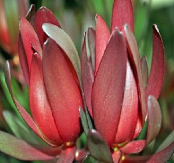 Safari Sunset-, 65cm, 10 Stems, KENDALL FARMS