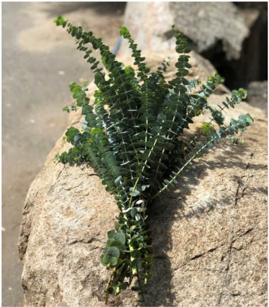 Baby Blue, 60cm, BU-UNK, Grower Bunch, KENDALL FARMS