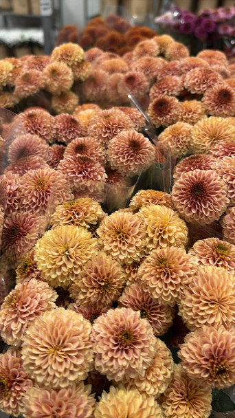 Peach Doria Button, 75cm, 5 Stems, DUTCH HERITAGE