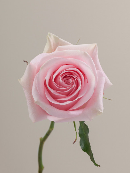 Luciano, 60cm, 25 Stems, ROSAPRIMA CIA. LTDA.