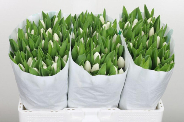 Royal Virgin, 38cm, 10 Stems, 34gr, ANNIE BOX