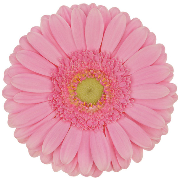 Glossy, 45cm, 5 Stems, HOLLANDIA