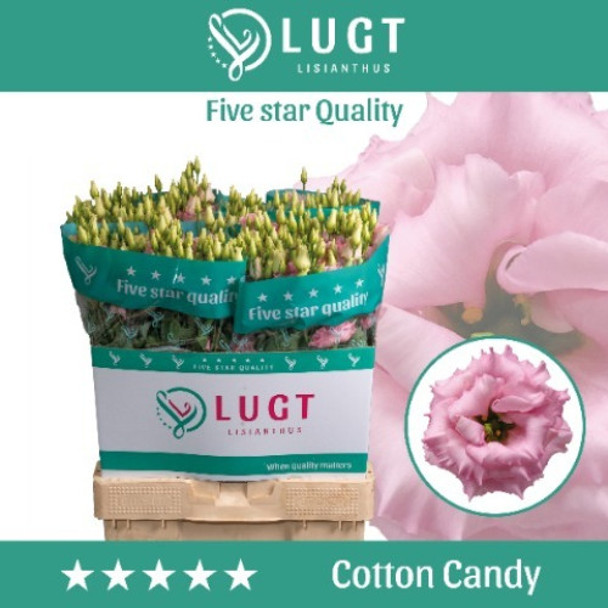 Double Cotton Candy, 70cm, 10 Stems, ANNIE BOX