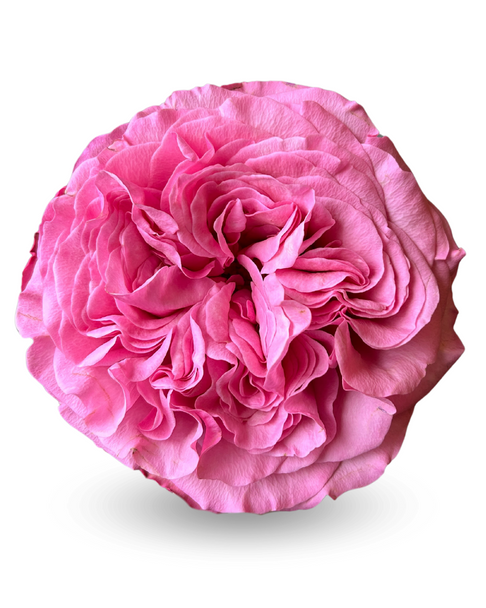 Get Lucky, 50cm, 25 Stems, ROSAS DEL CORAZON  ROSASLESANDI CIA LTDA