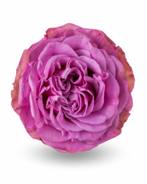 Queen’s Crown, 50cm, 25 Stems, ROSAS DEL CORAZON  ROSASLESANDI CIA LTDA Queen’s Crown, 50cm, 25 Stems, ROSAS DEL CORAZON  ROSASLESANDI CIA LTDA