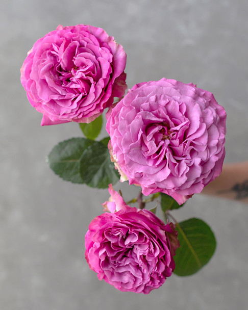 Queen’s Crown, 50cm, 25 Stems, ROSAS DEL CORAZON  ROSASLESANDI CIA LTDA Queen’s Crown, 50cm, 25 Stems, ROSAS DEL CORAZON  ROSASLESANDI CIA LTDA