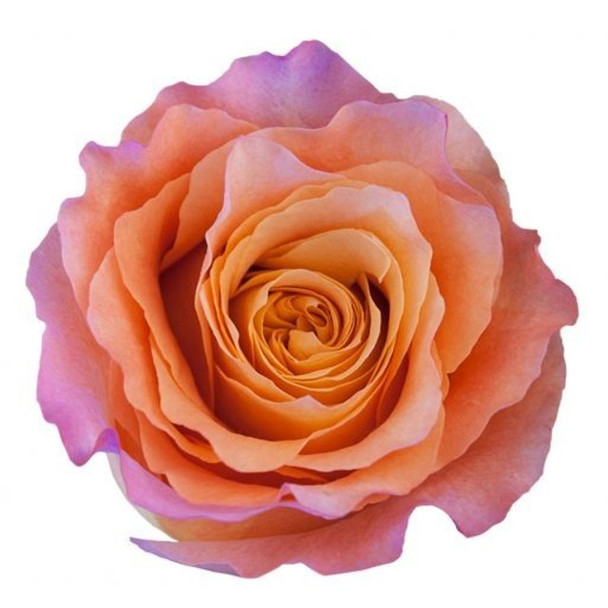 Free Spirit, 50cm, 25 Stems, ROSAS DEL CORAZON  ROSASLESANDI CIA LTDA