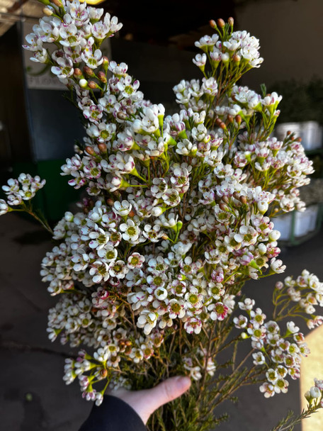 Waxflower White, 60cm,  Grower Bunch, TUTULI FLOWER FARMS