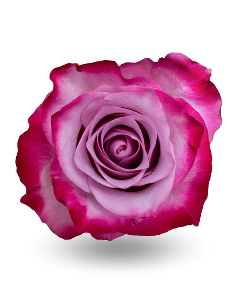 Deep Purple, 50cm, 25 Stems, ROSAS DEL CORAZON
