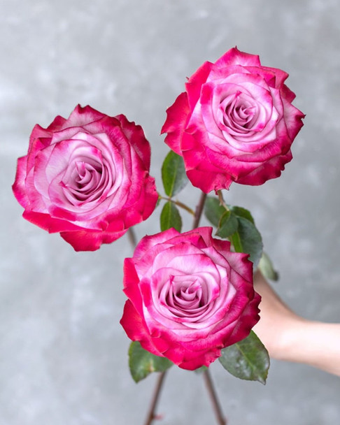 Deep Purple, 50cm, 25 Stems, ROSAS DEL CORAZON