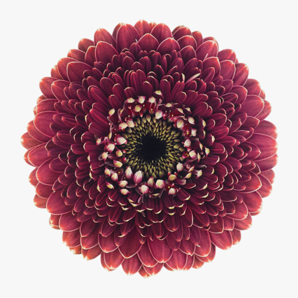 Chique, 50cm, 10 Stems, HOLLANDIA