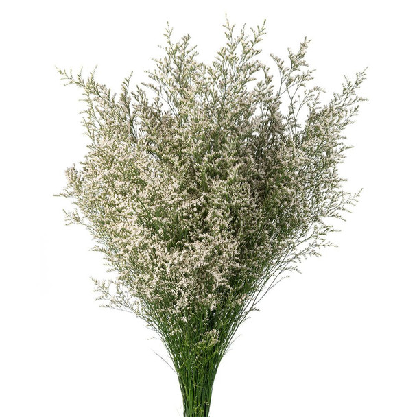White, 60cm, BUNCH, 230gr, FLORES EL TRIGAL