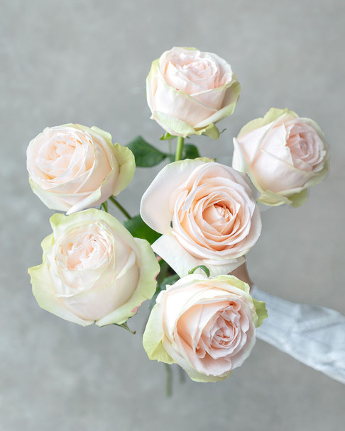 Garden Spirit, 50cm, 25 Stems, ROSAS DEL CORAZON