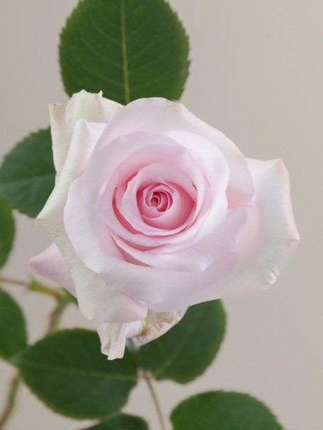 Sweet Akito, 60cm, 25 Stems, ROSAPRIMA CIA. LTDA.