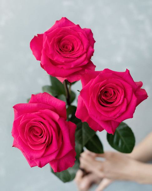 VI Pink, 50cm, 25 Stems, ROSAS DEL CORAZON  ROSASLESANDI CIA LTDA