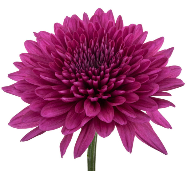 Purple, 70cm, 10 Stems, FLORES EL TRIGAL